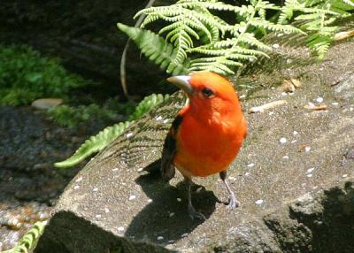 Scarlet Tanager