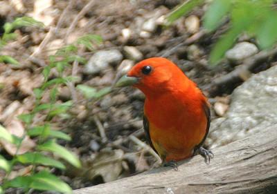 Scarlet Tanager