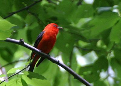 Scarlet Tanager