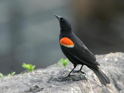 Red-winged Blackbird