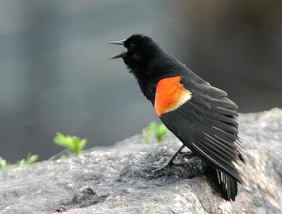 Red-winged Blackbird