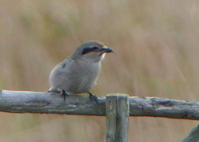 Northern Shrike