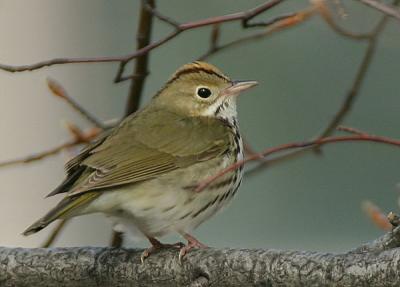 Ovenbird