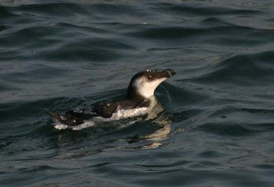u48/gtepke/medium/37087500.040906Razorbill1543.jpg