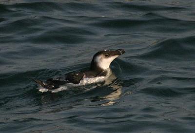 Razorbill