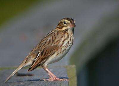 Savannah Sparrow