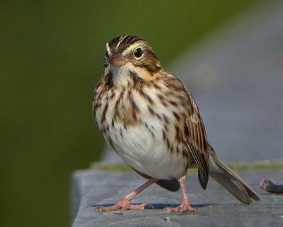 Savannah Sparrow