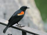 Red-winged Blackbird