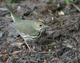 Ovenbird