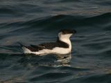 Razorbill