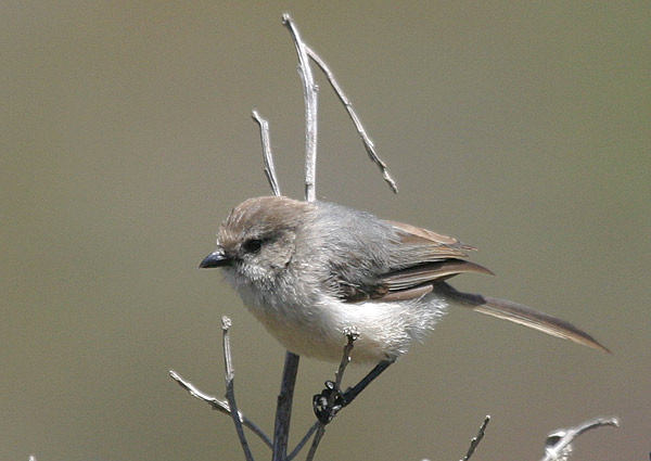 Bushtit