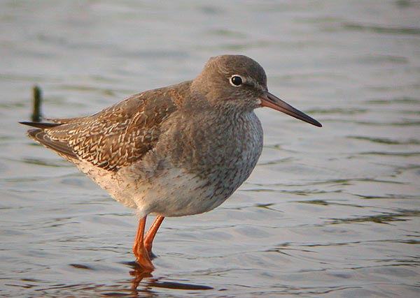 Common Redshank