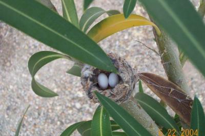 Hummingbird Nest