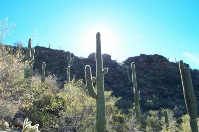 Tortolita Mountain Range