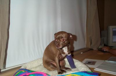 Gypsy 1yr 10mths