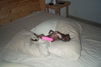 Gypsy 1yr 10mths