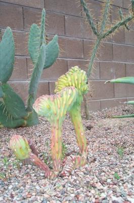 Caci Garden