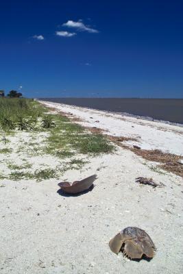 HORSESHOE CRABS