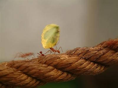 Transport Natures Way.jpg