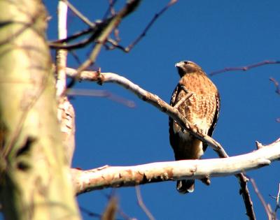 Red Shouldered Hawk