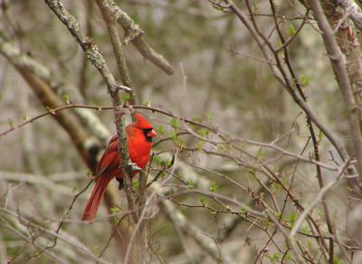 Cardinal - Male