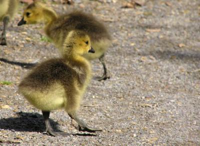 Canada Goose Goslings