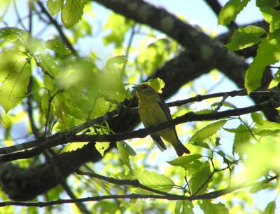 scarlet_tanager