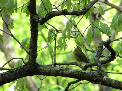 worm-eating_warbler