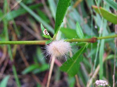 caterpillars