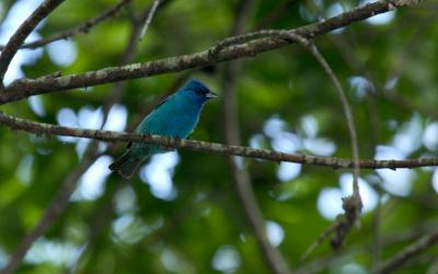 Indigo Bunting