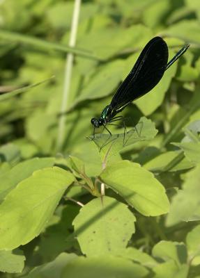 img_4308.jpg