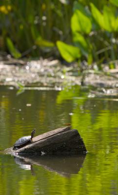 Painted Turtle
