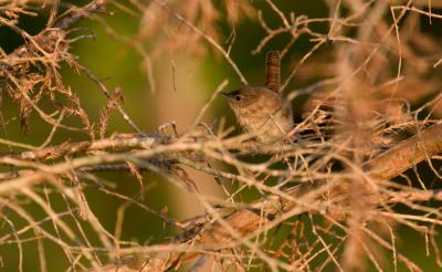 CRW_5845.jpg