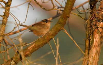 House Wren