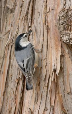 White Breasted Nuthatch