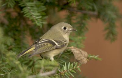 Ruby Crowned Kinglet - Female