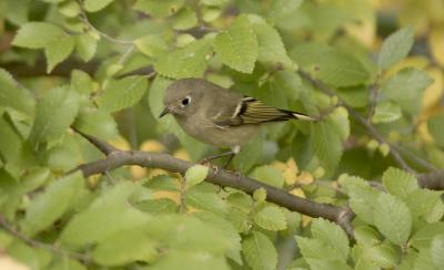 Ruby Crowned Kinglet - Female