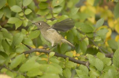 Ruby Crowned Kinglet - Female