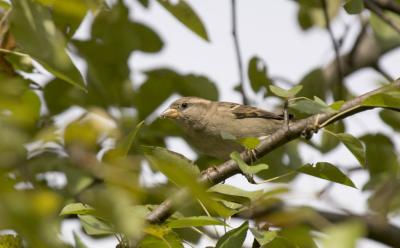 CRW_0243.jpg