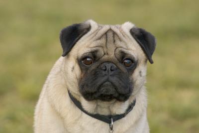 pug1.jpg