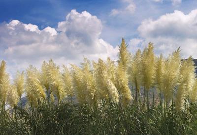 Pampas Grass