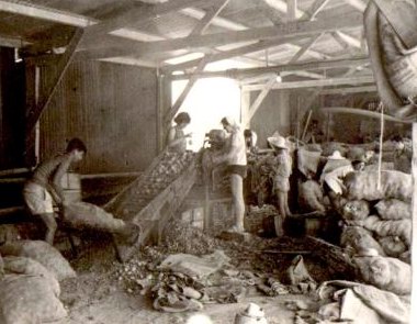 מחנה עבודה בעין דור - 1953 -  אריזת תפוחי אדמה