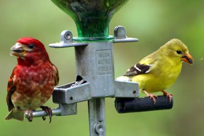 Finches in the Feeder
