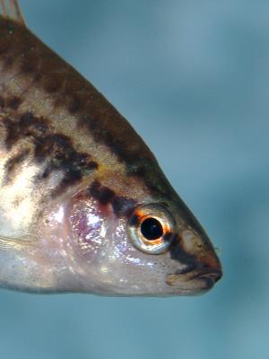 Freshwater Aquarium Fish (large)