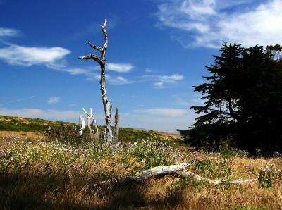 sddeadtree.JPG