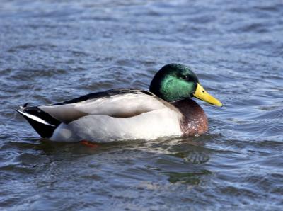 Greenhead.jpg