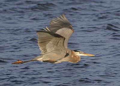 gbh-flying.jpg