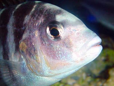 Labidochromis caeruleus - Pearl Zebra