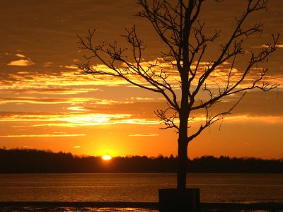 Sunrise Tree 8x11.jpg