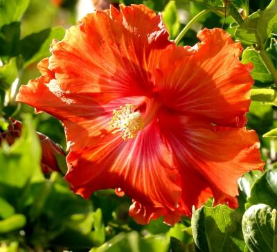IMG_1751 hibiscus.jpg